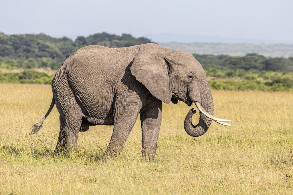 African Elephant