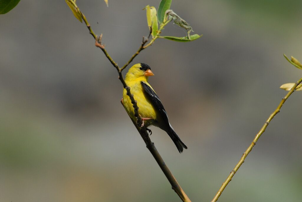 American Goldfinch