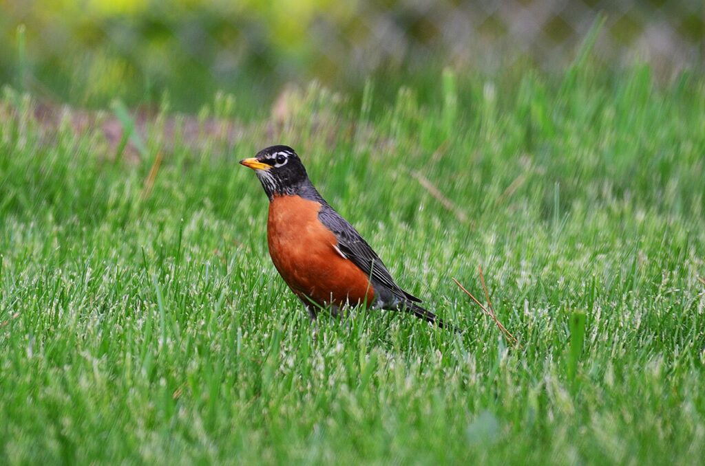 American Robin