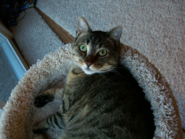 American Shorthair