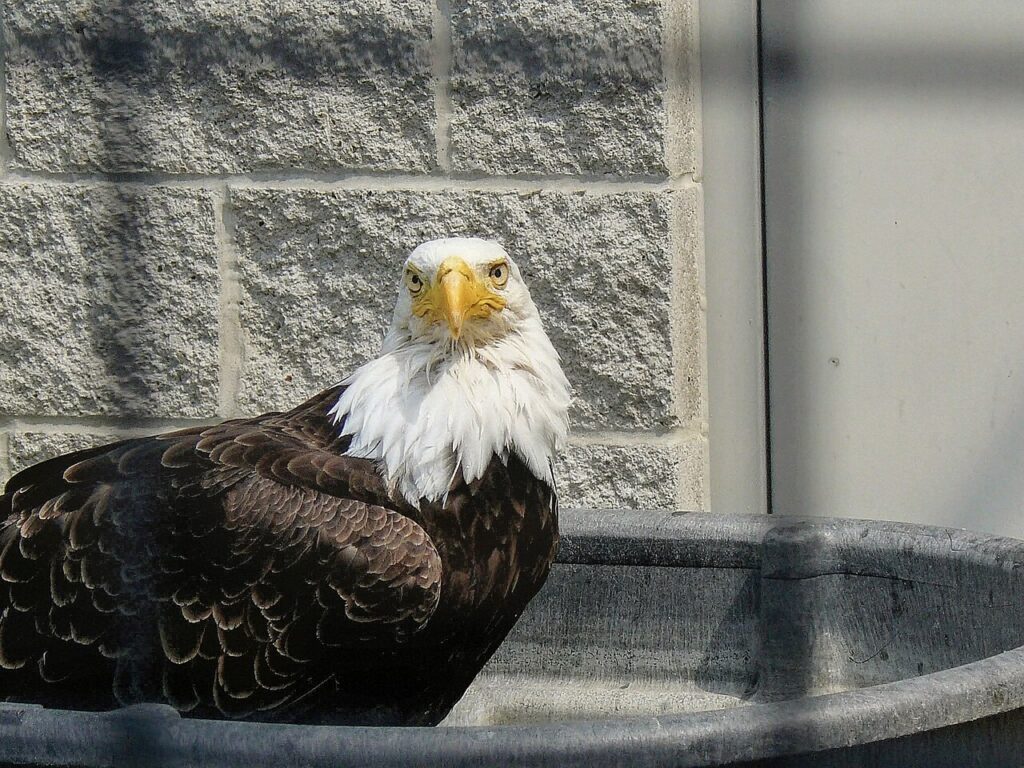 Bald Eagle
