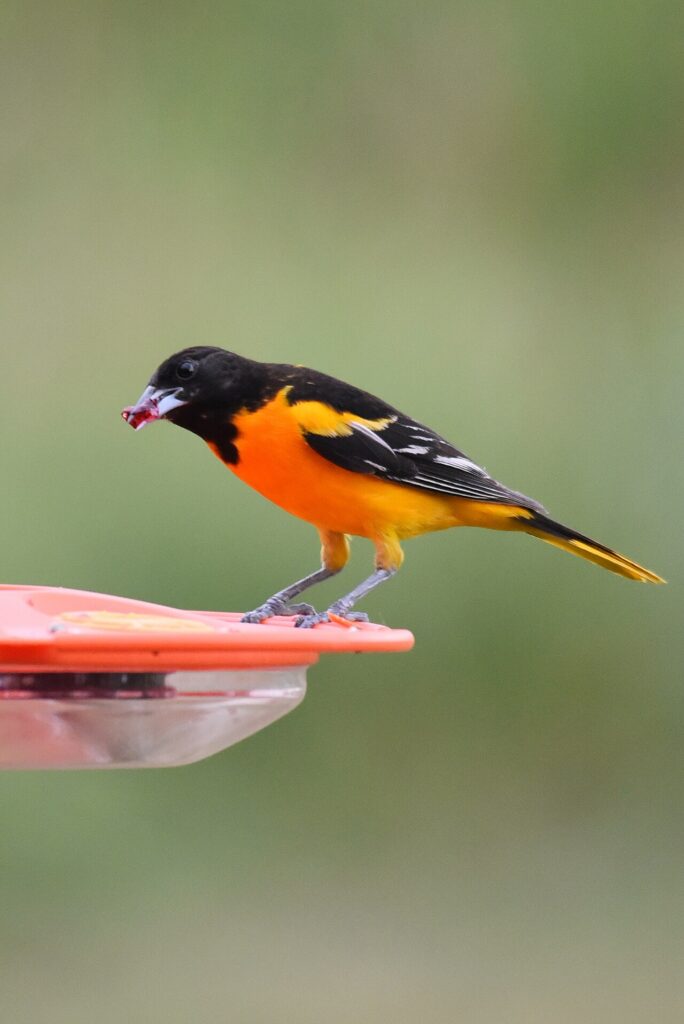 Baltimore Oriole