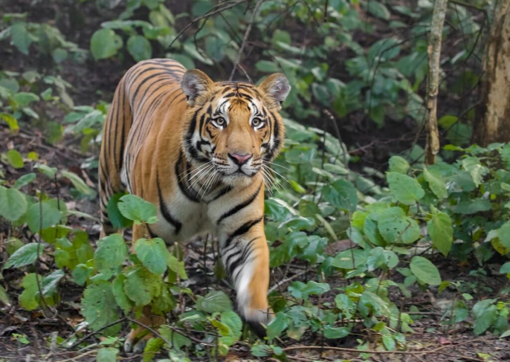 Bengal Tiger