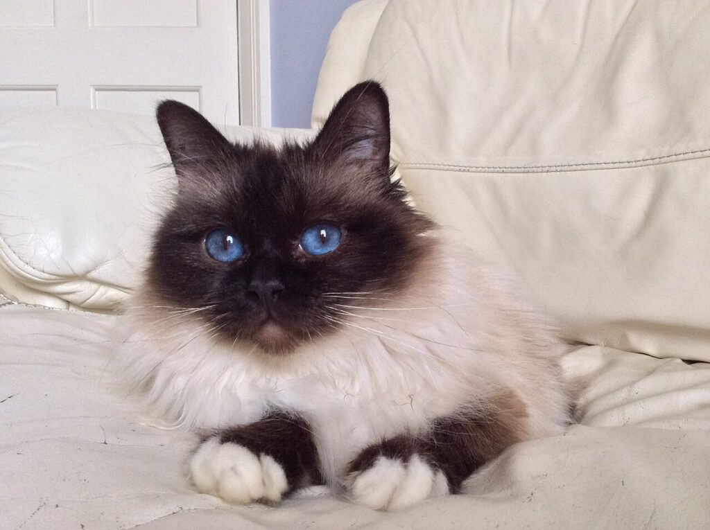 Birman