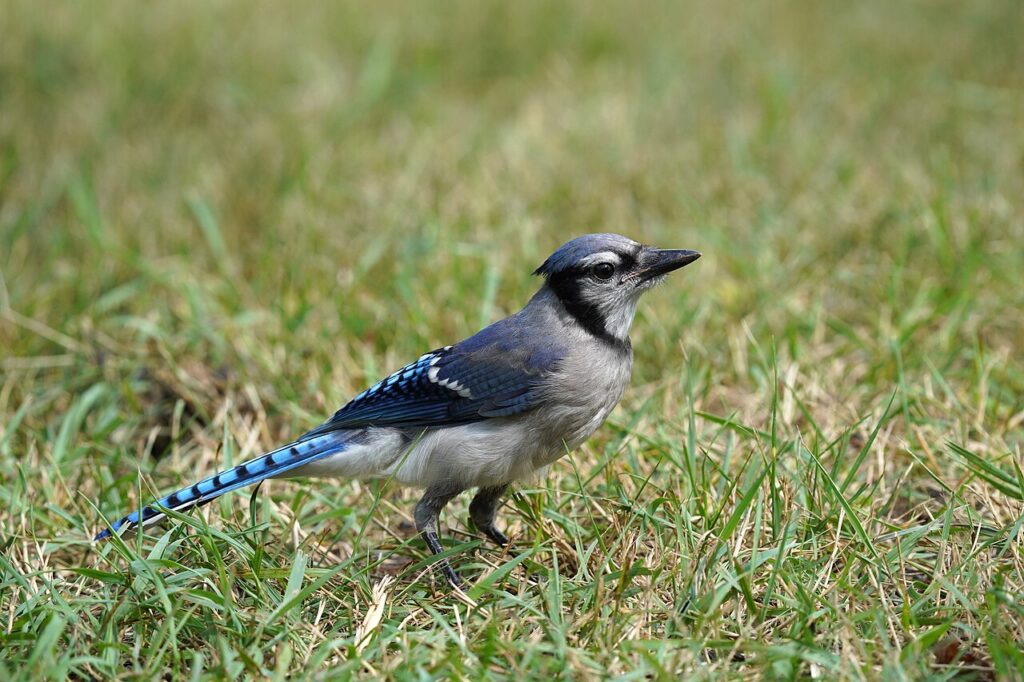Blue Jay