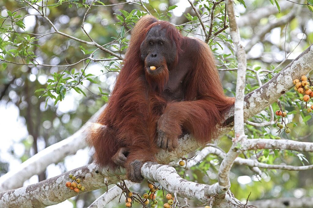 Bornean Orangutan