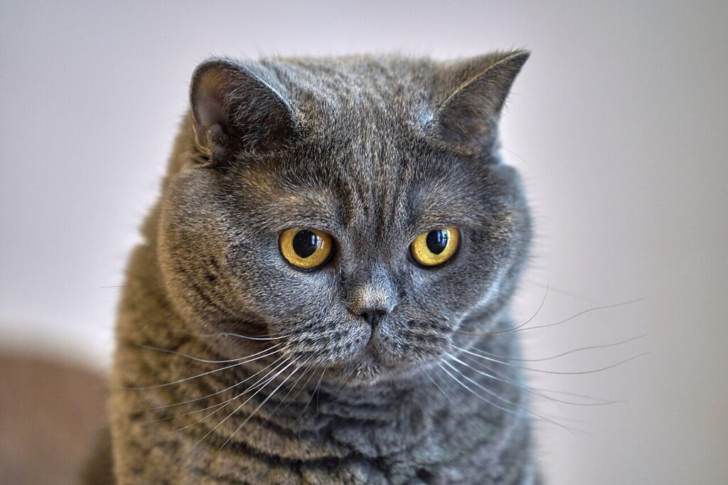 British Shorthair