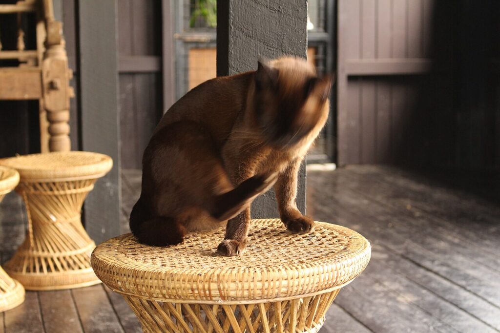 Burmese