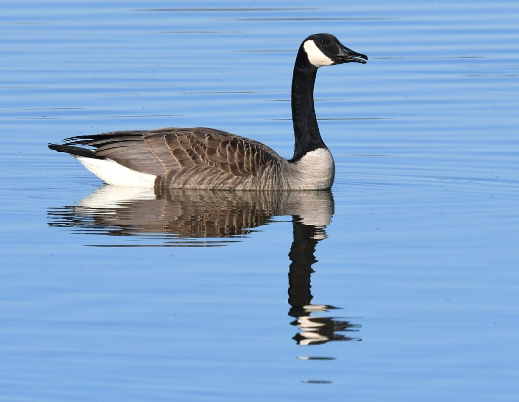 Canada Goose