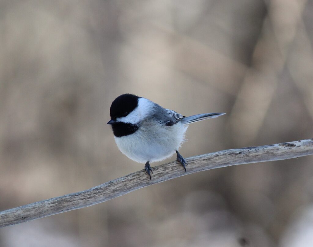 Carolina Chickadee
