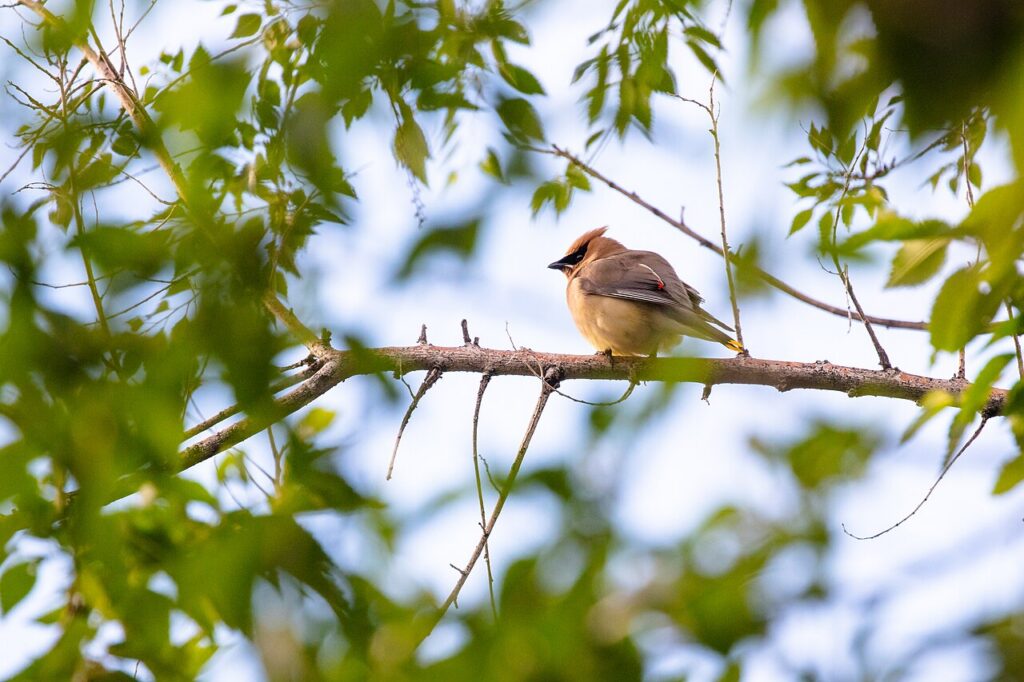 Cedar Waxwing