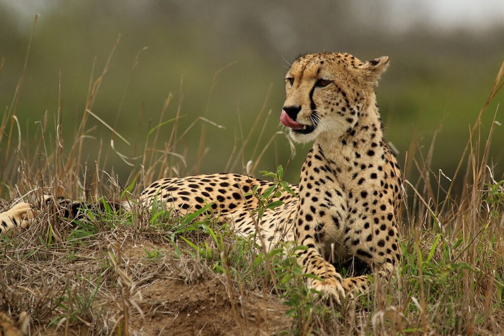 Cheetah