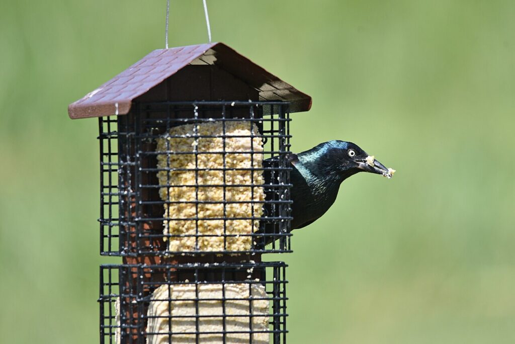 Common Grackle