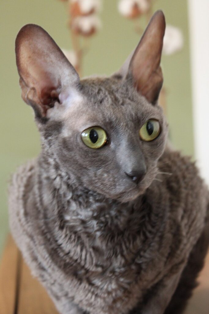 Cornish Rex