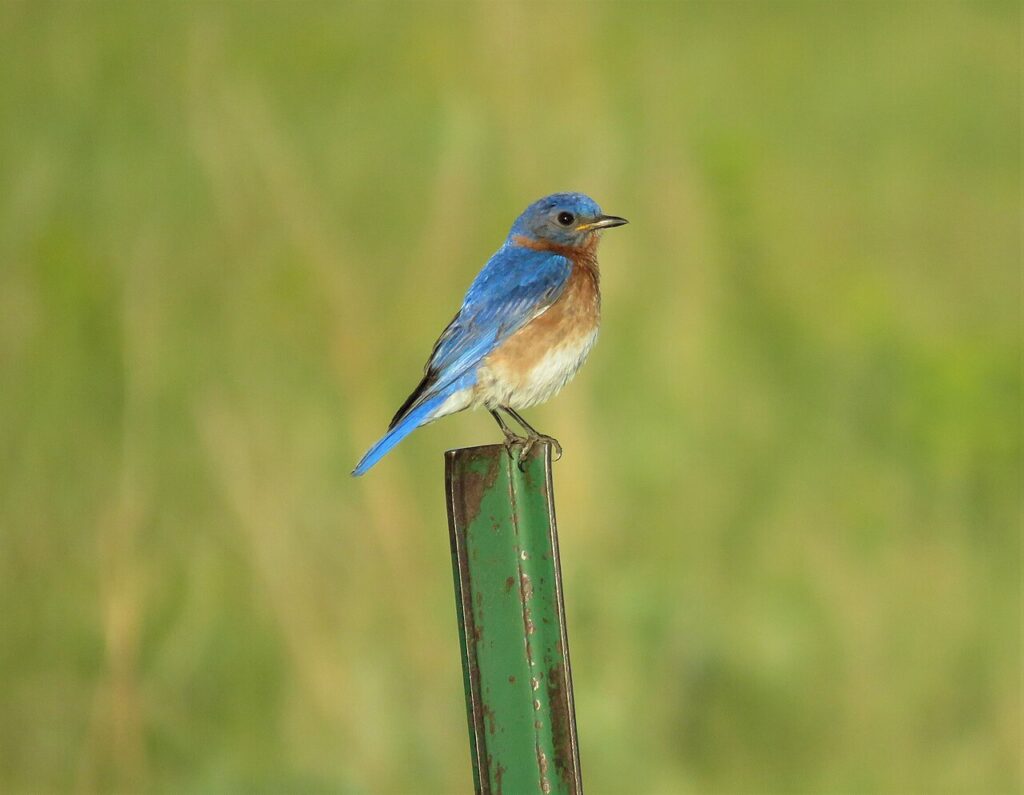 Eastern Bluebird