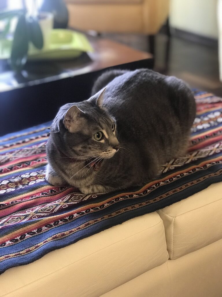 Egyptian Mau