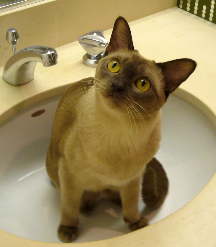 European Burmese