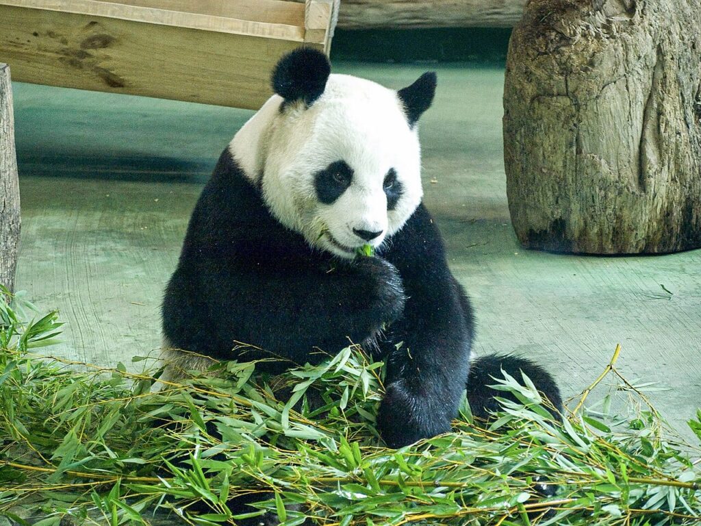 Giant Panda