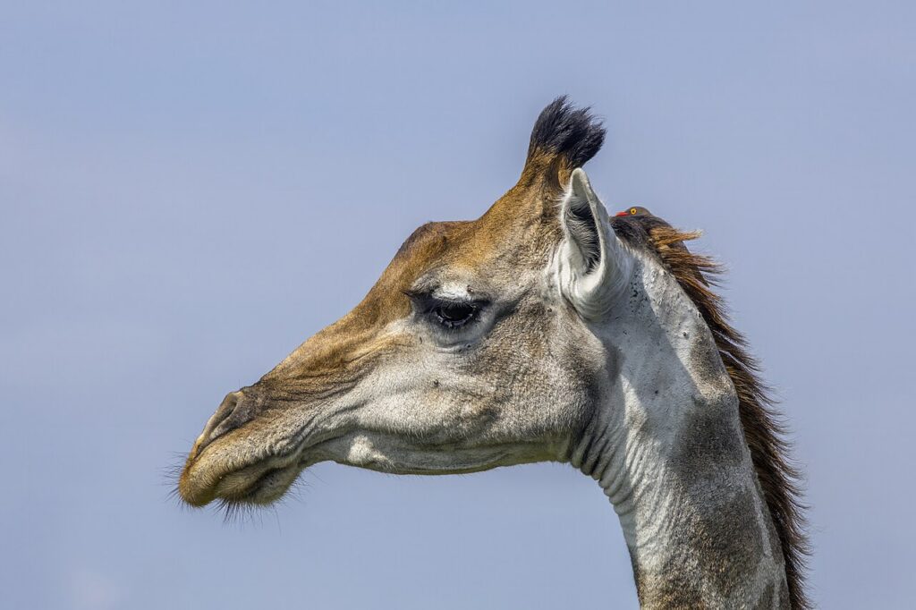 Giraffe