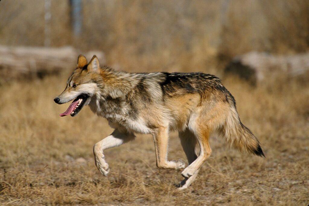 Gray Wolf