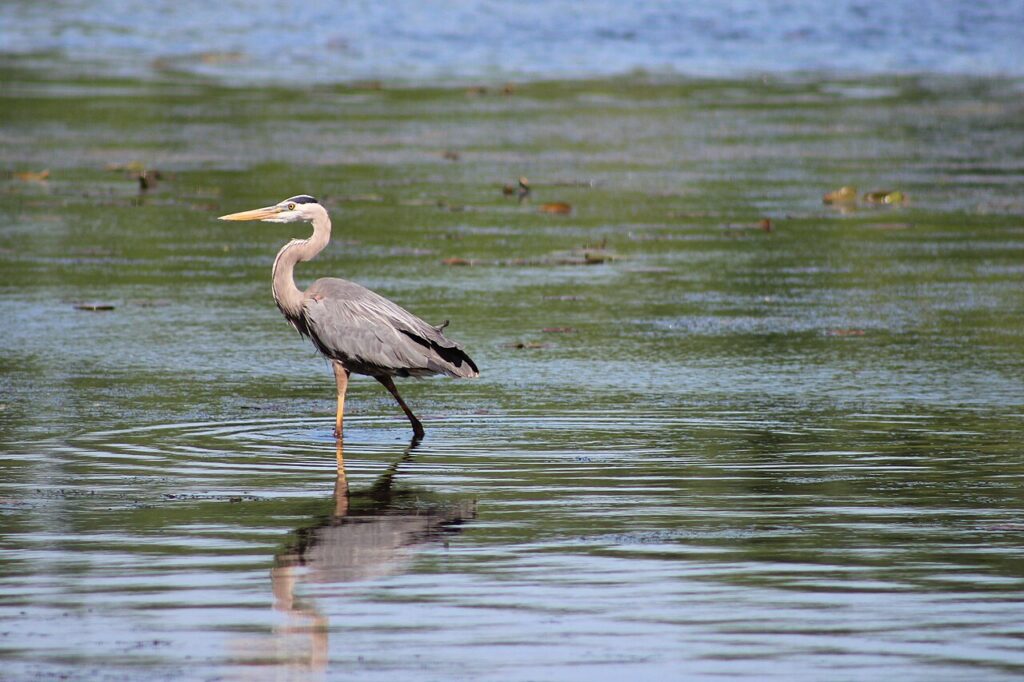 Great Blue Heron