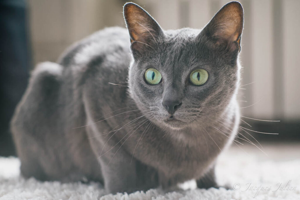 Korat