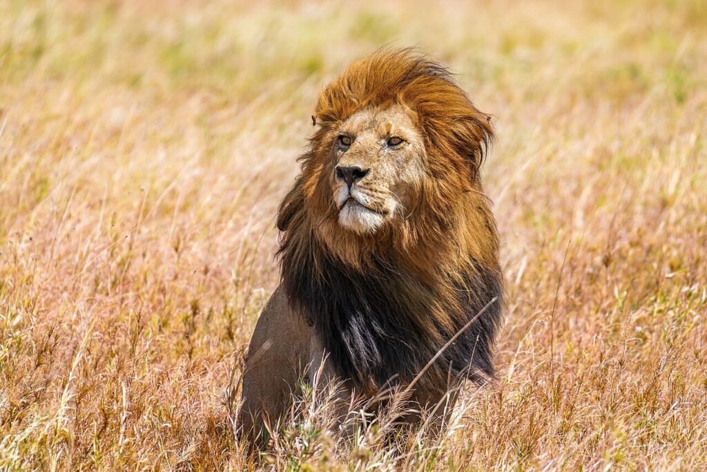 Lion