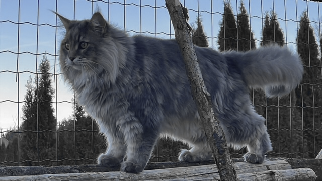 Maine Coon