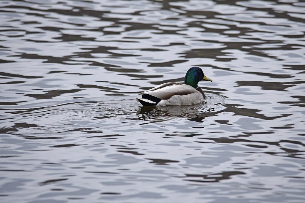 Mallard