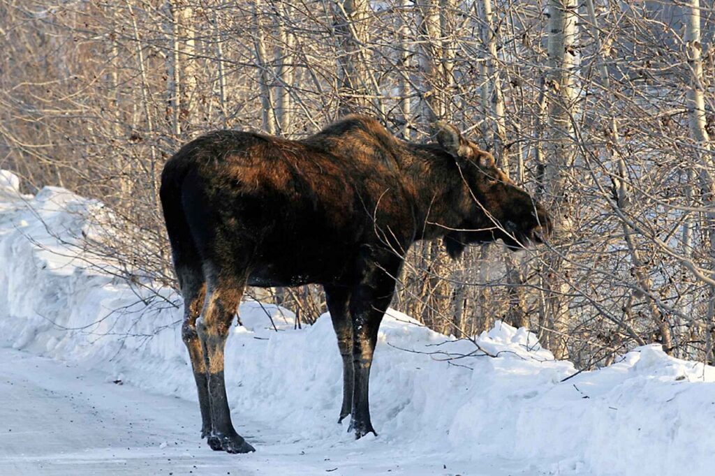 Moose