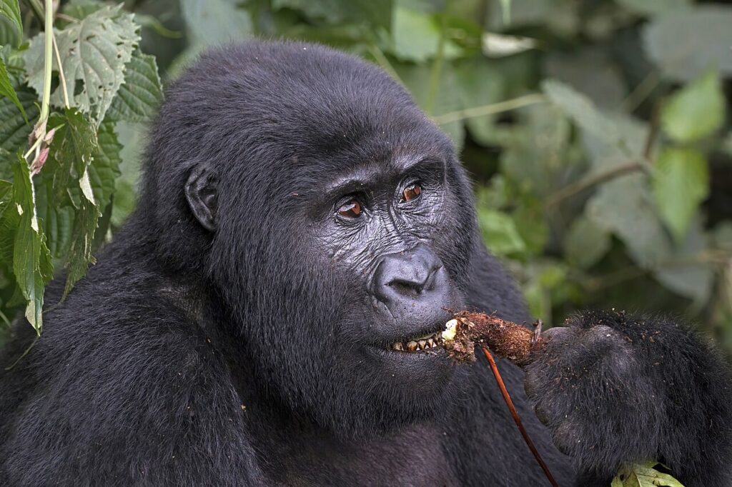 Mountain Gorilla