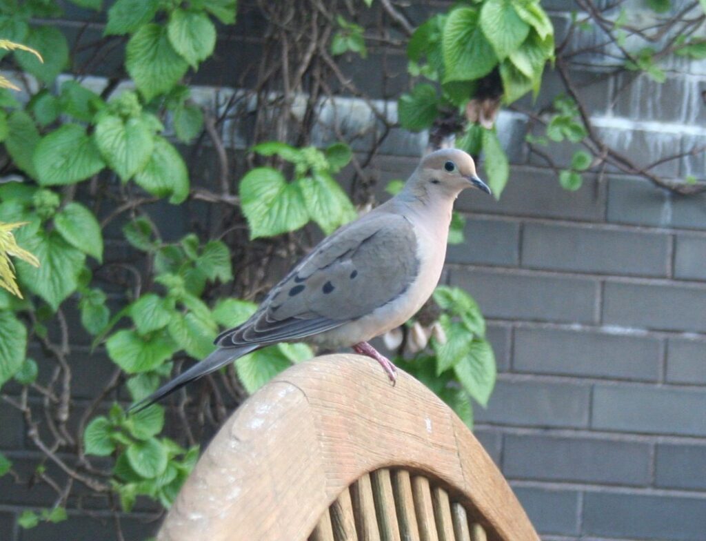 Mourning Dove