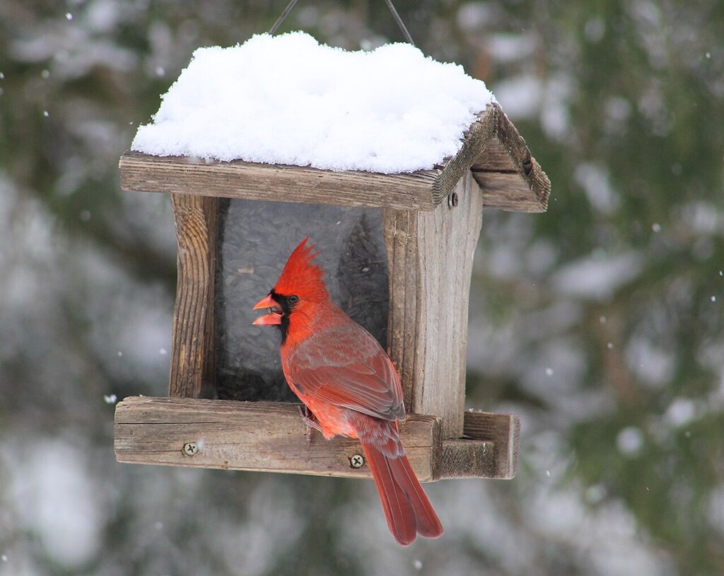 Northern Cardinal