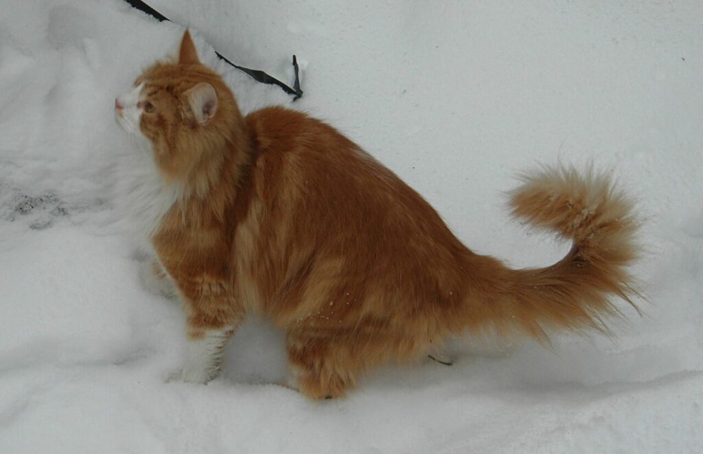 Norwegian Forest Cat