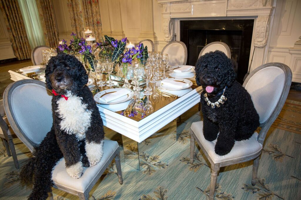 Obama Bo and Sunny