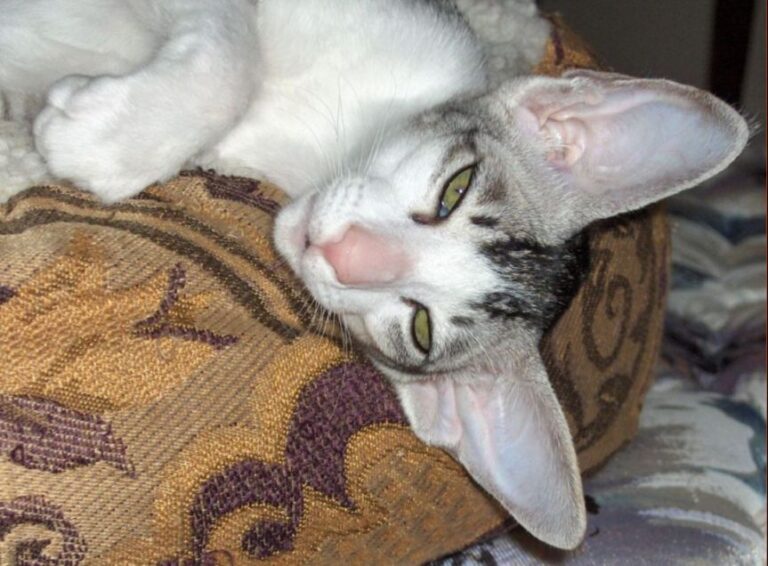 Oriental Shorthair