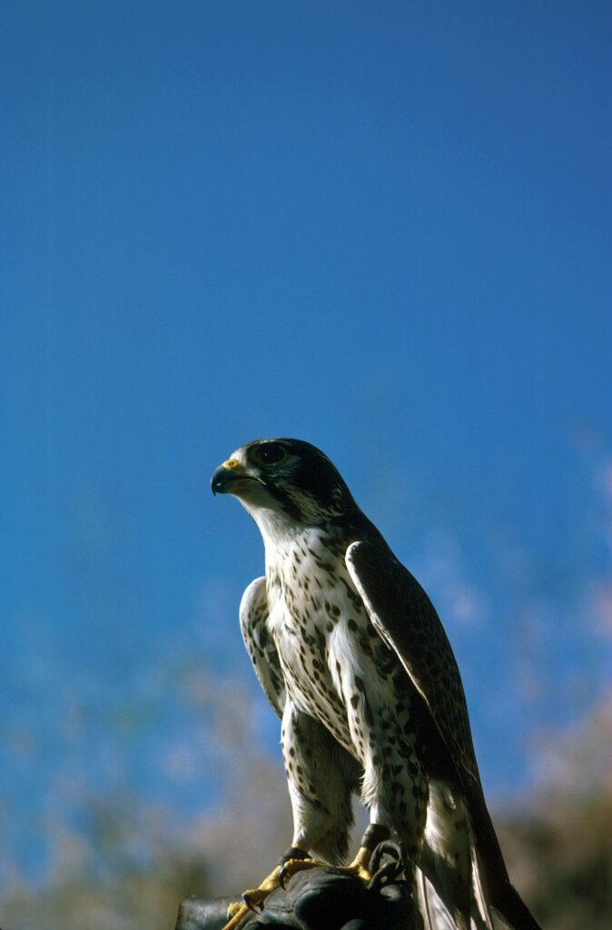 Peregrine Falcon