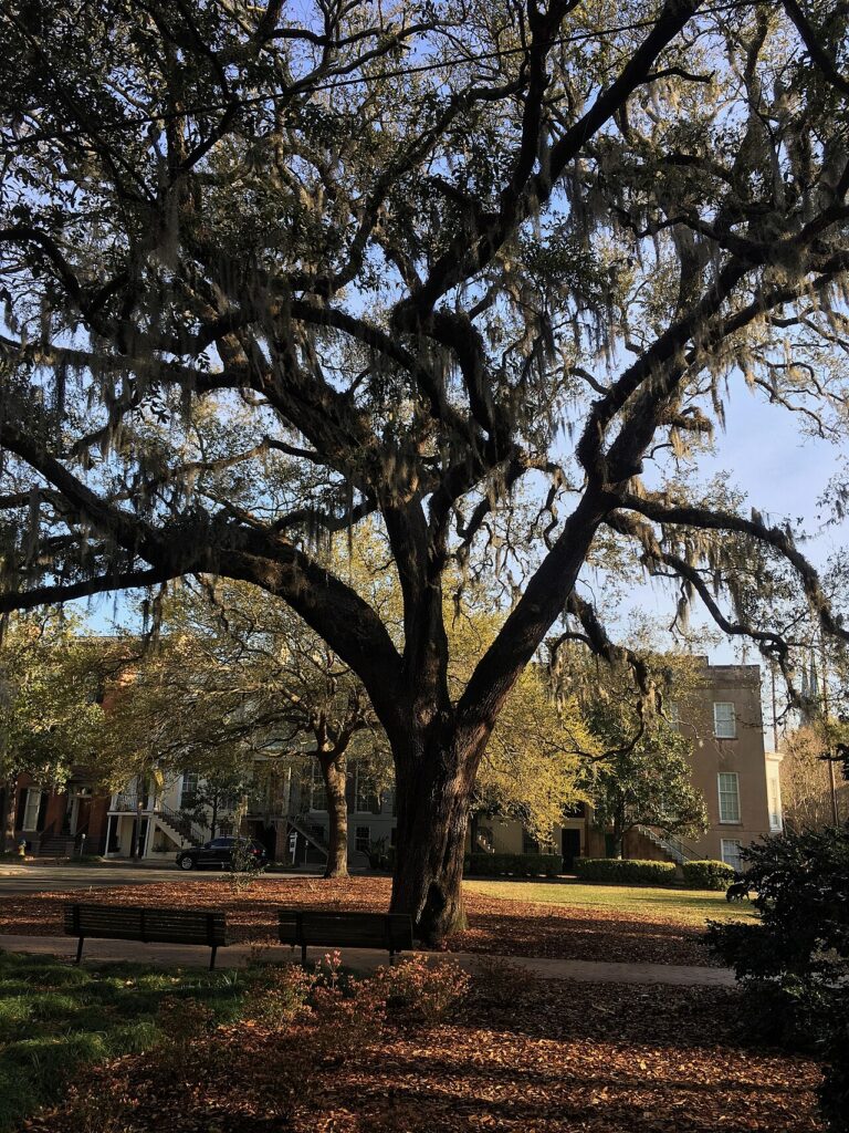 Savannah