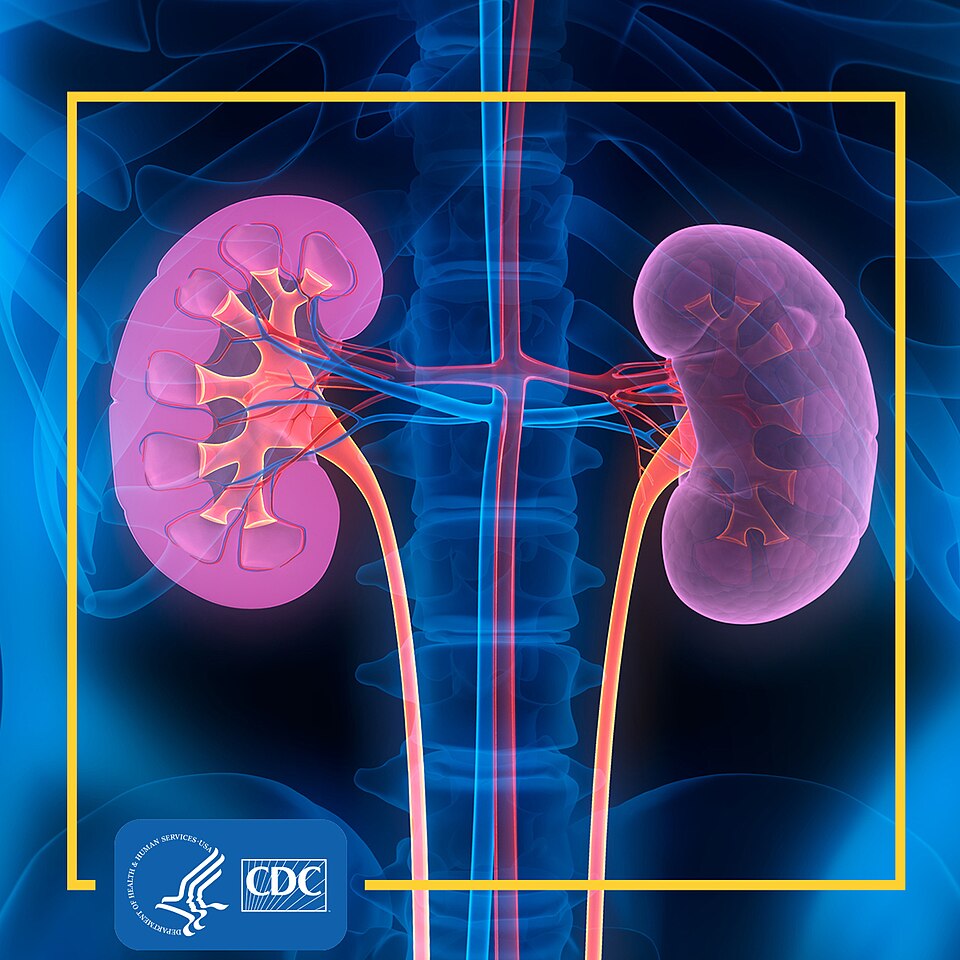 Protecting Your Kidneys With Diabetes