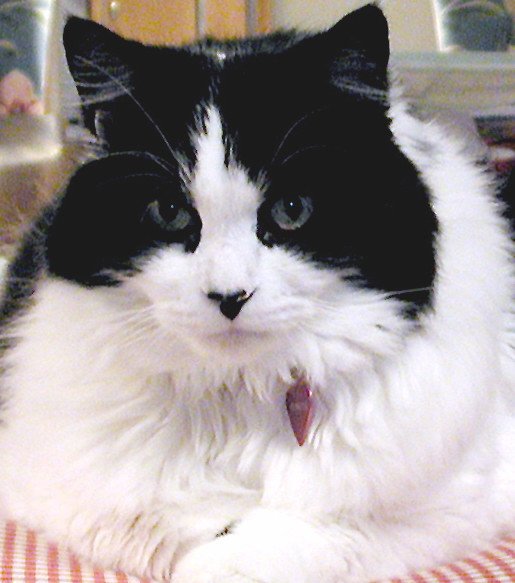 RagaMuffin