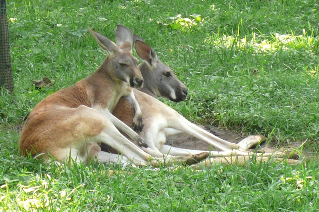 Red Kangaroo