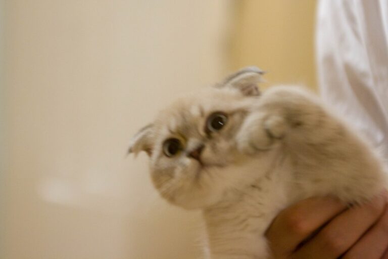 Scottish Fold