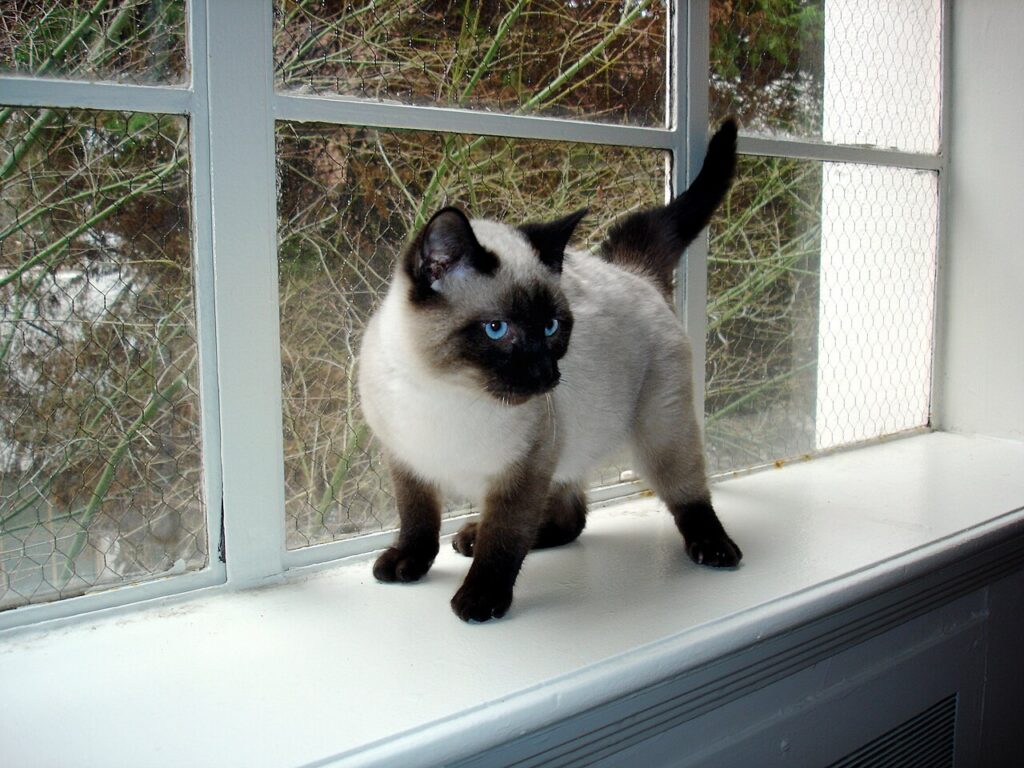 Siamese