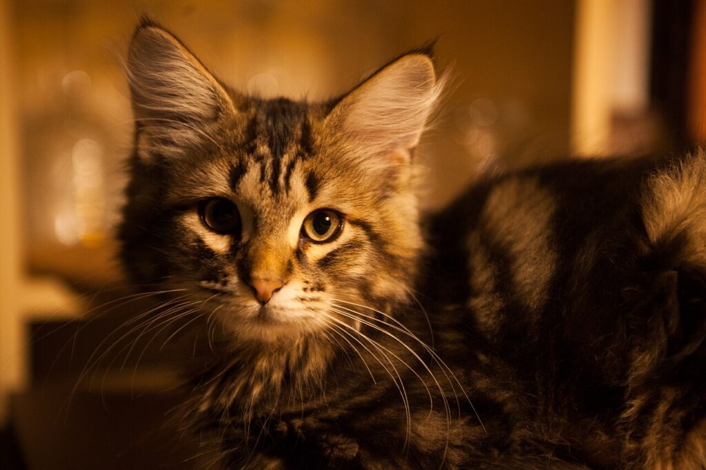 Siberian