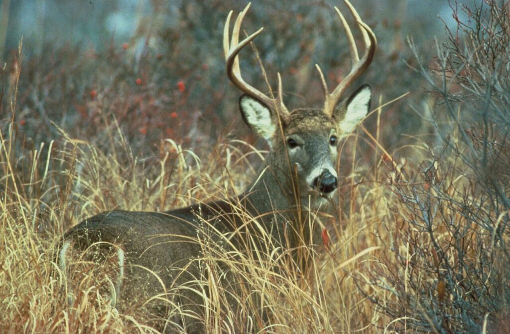 White Tailed Deer