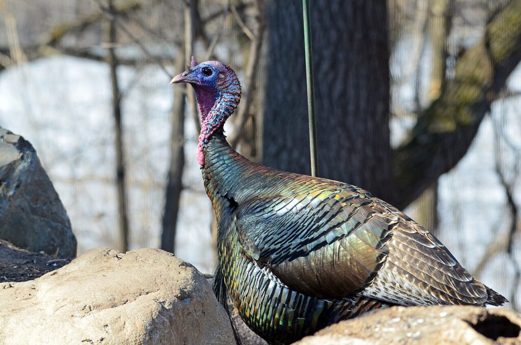 Wild Turkey